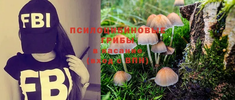 Псилоцибиновые грибы Psilocybine cubensis  Карачаевск 